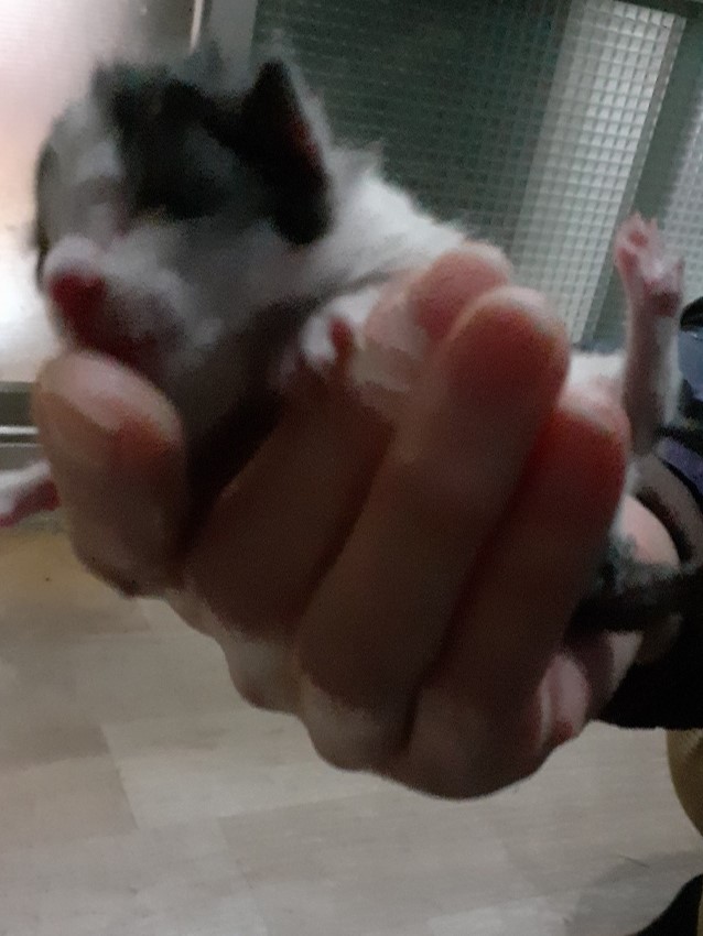 한국 고양이 이미지 파일 입니다.
