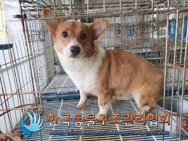 믹스견 이미지 파일 입니다.
