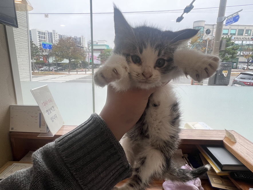 한국 고양이 이미지 파일 입니다.