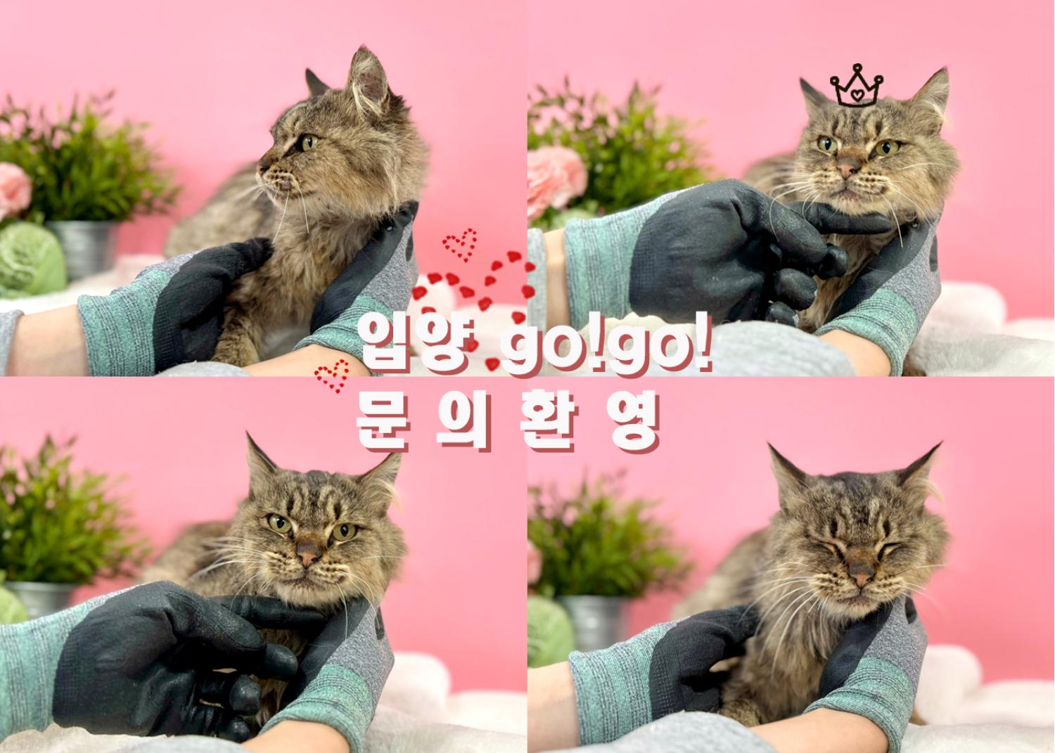 믹스묘 이미지 파일 입니다.