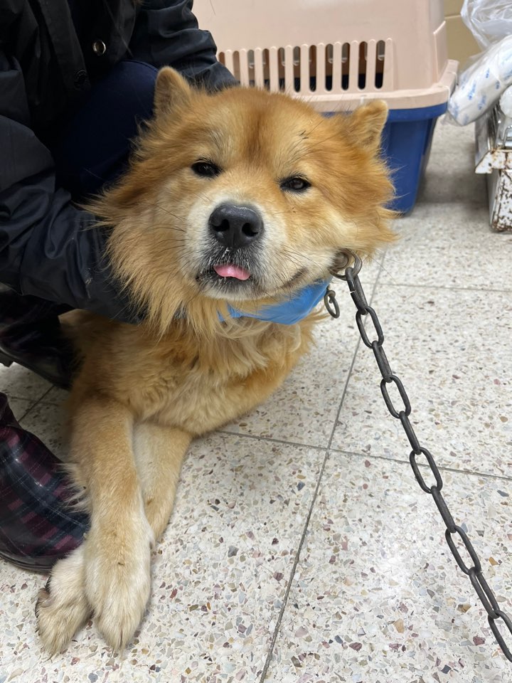 믹스견 이미지 파일 입니다.