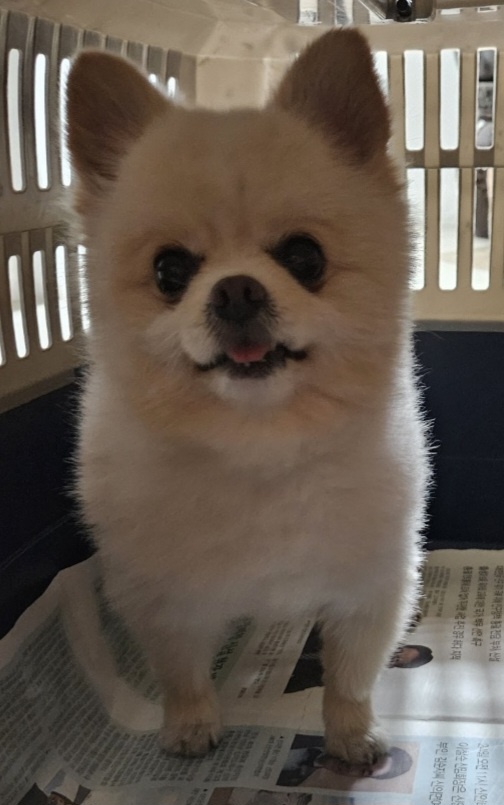 포메라니안 이미지 파일 입니다.