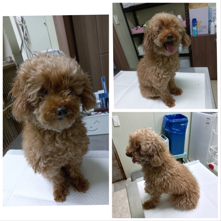 푸들 이미지 파일 입니다.