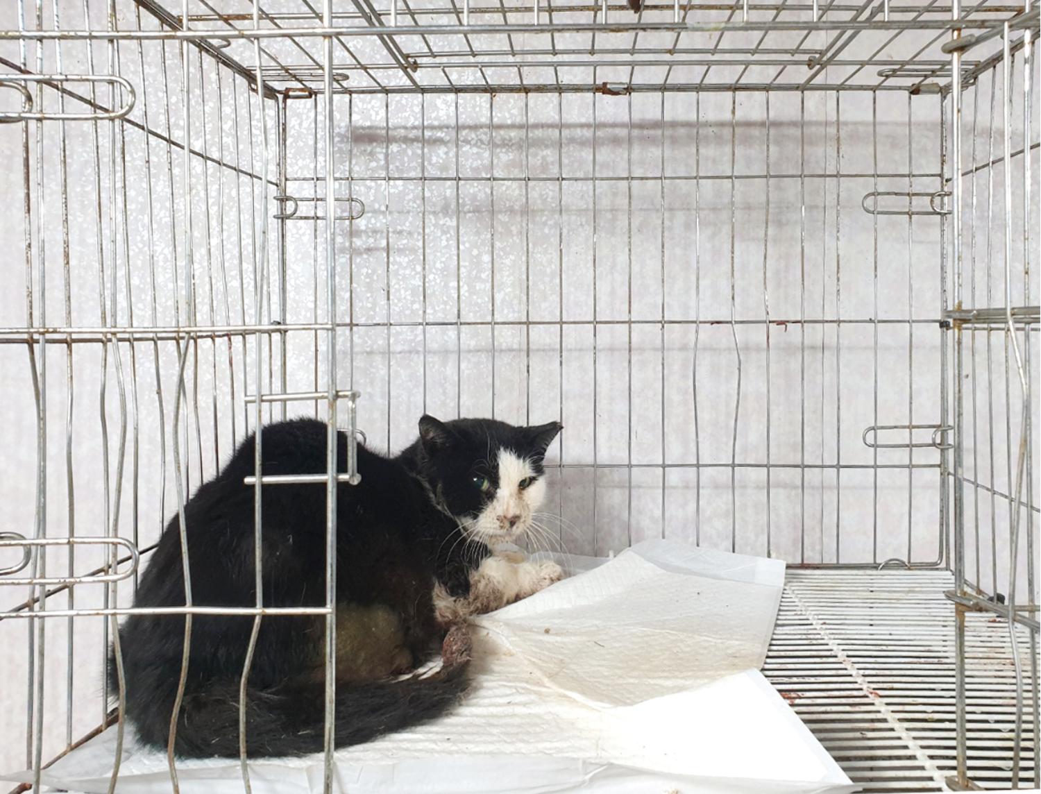 한국 고양이 이미지 파일 입니다.