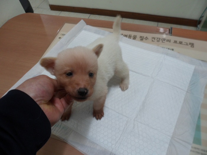 믹스견 이미지 파일 입니다.