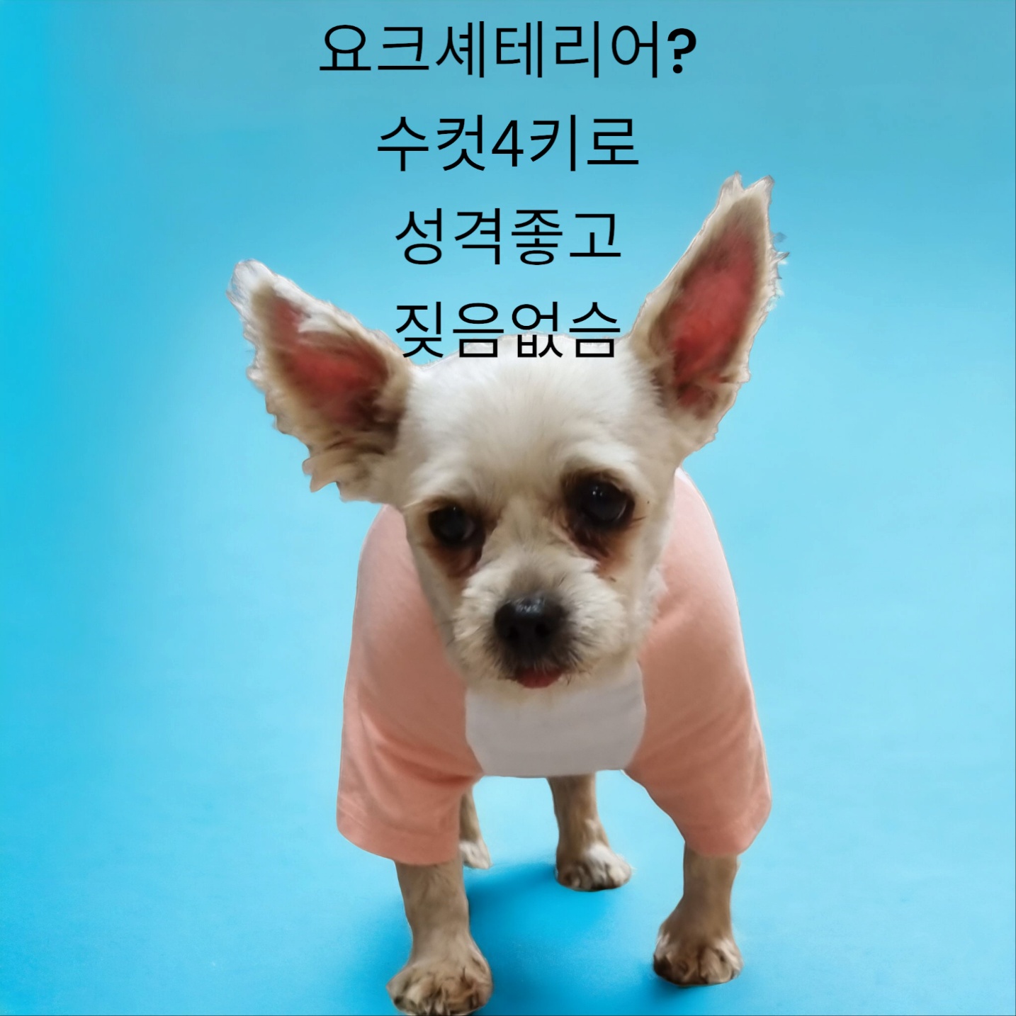 요크셔 테리어 이미지 파일 입니다.