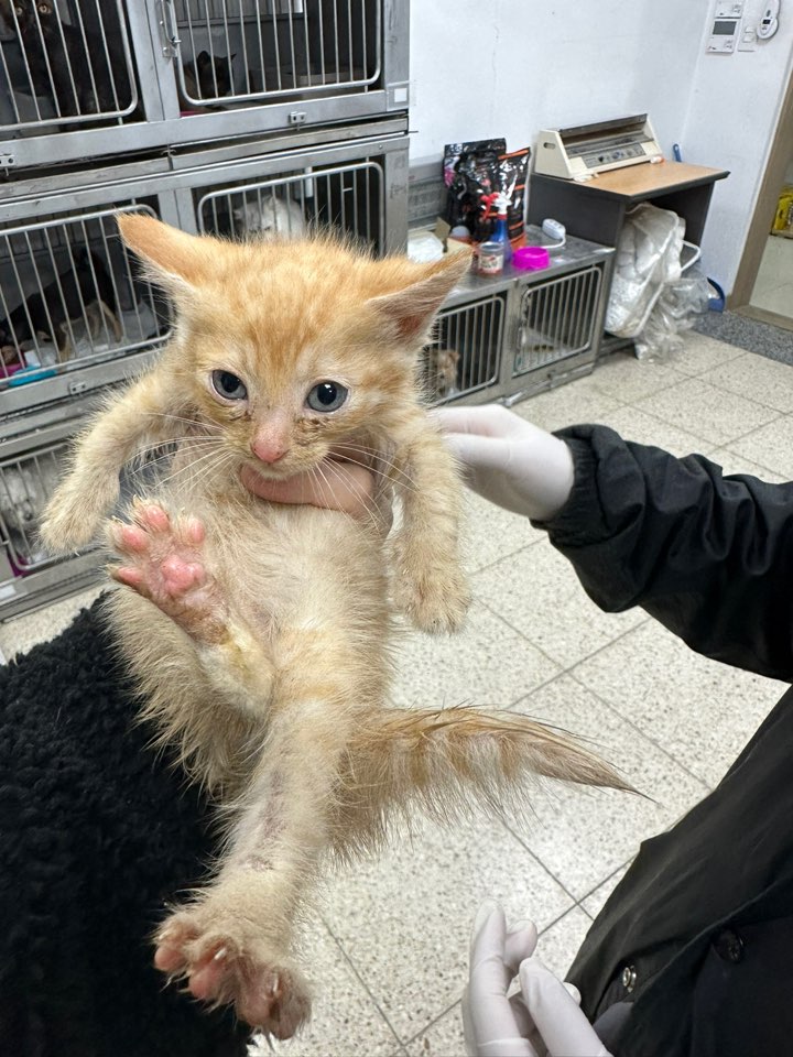 한국 고양이 이미지 파일 입니다.