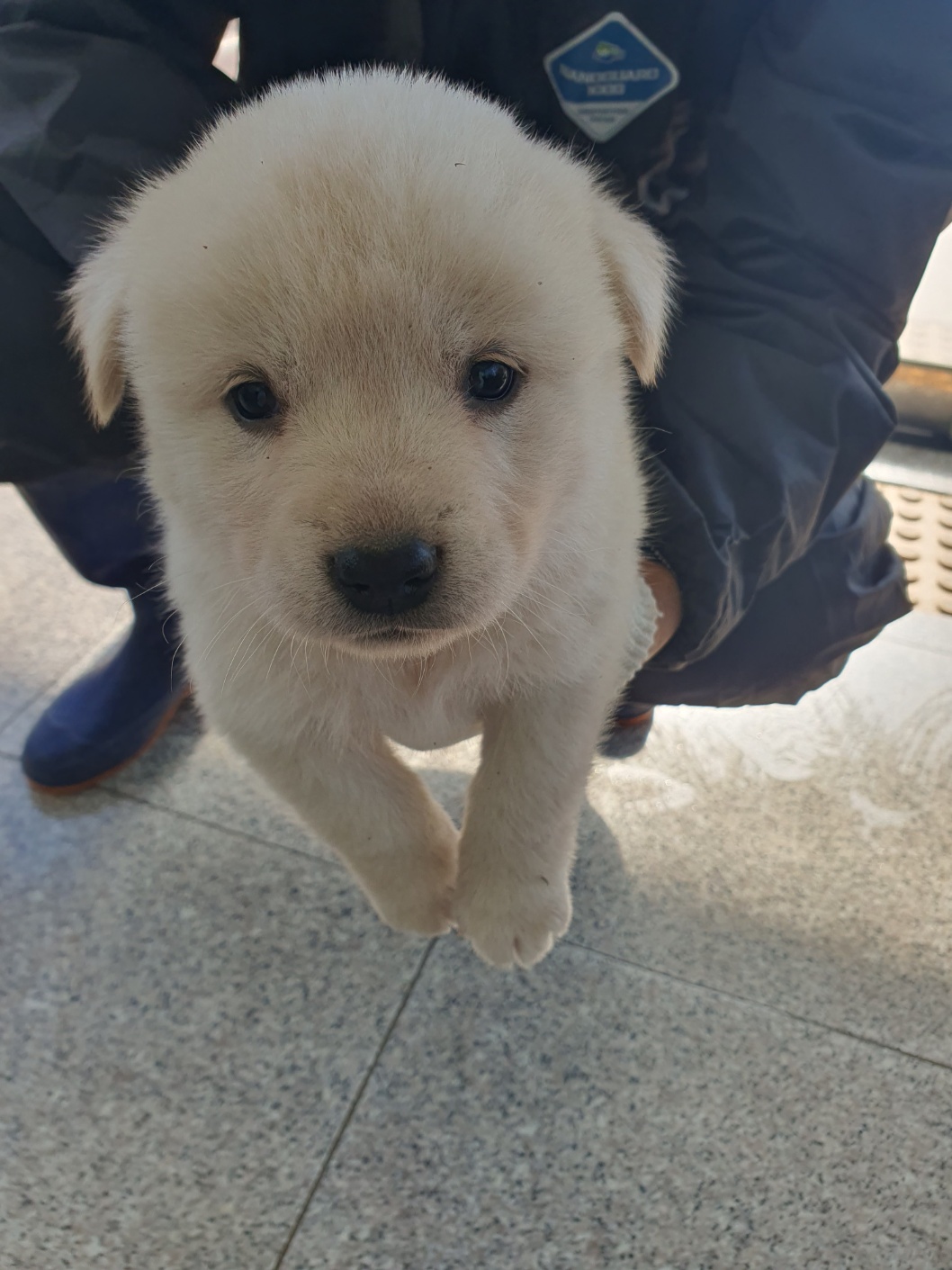 믹스견 이미지 파일 입니다.