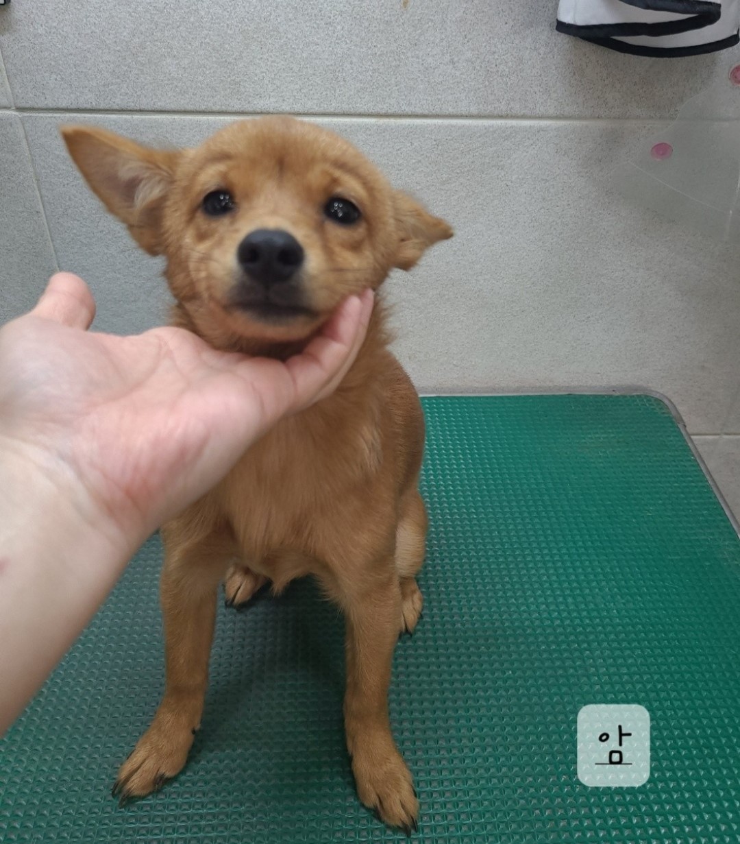 믹스견 이미지 파일 입니다.