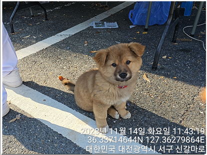 믹스견 이미지 파일 입니다.