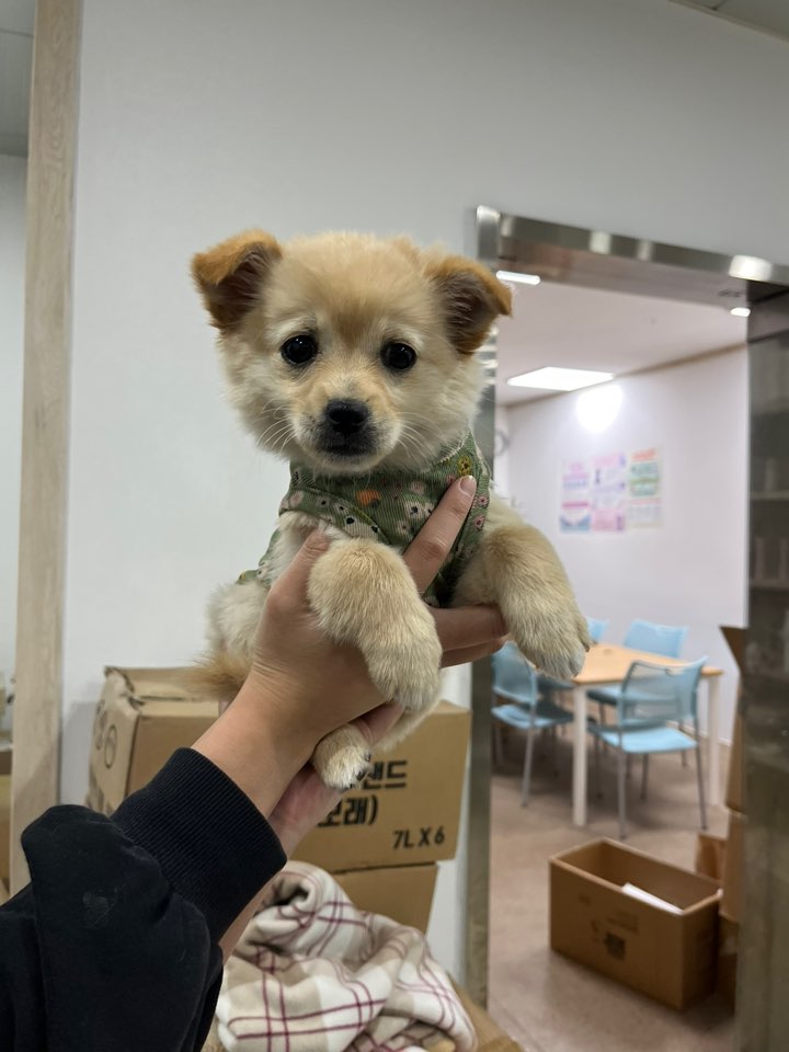 포메라니안 이미지 파일 입니다.