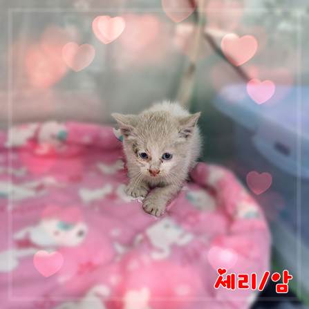믹스묘 이미지 파일 입니다.