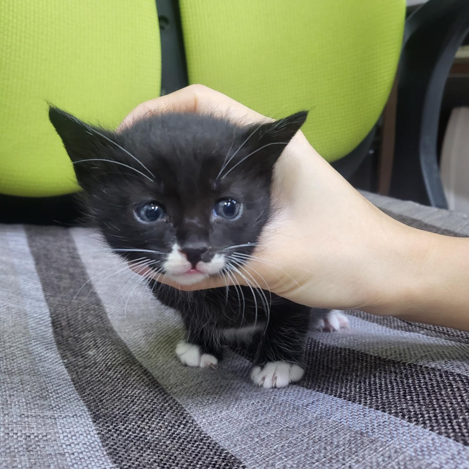 한국 고양이 이미지 파일 입니다.