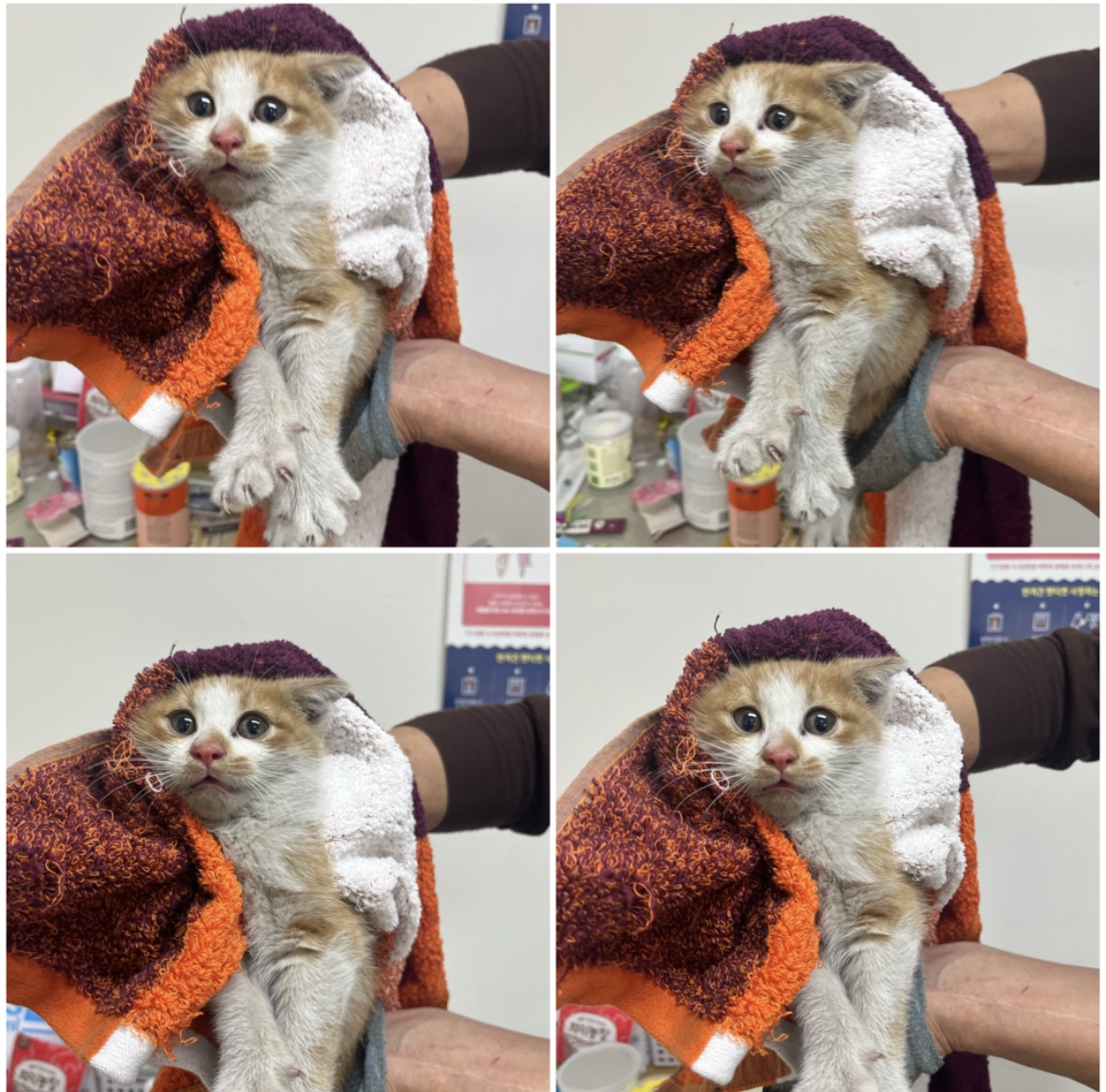 한국 고양이 이미지 파일 입니다.