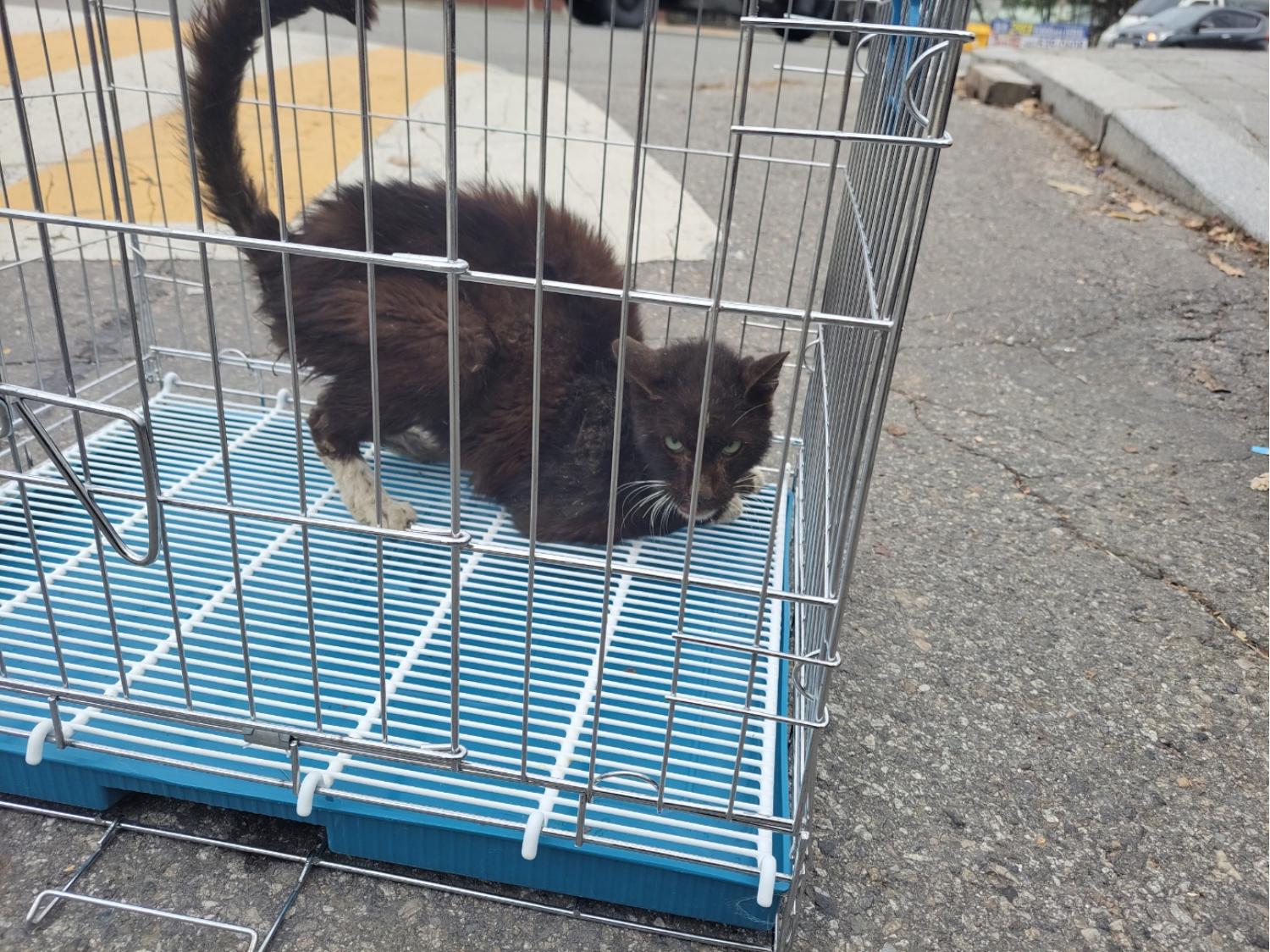 한국 고양이 이미지 파일 입니다.
