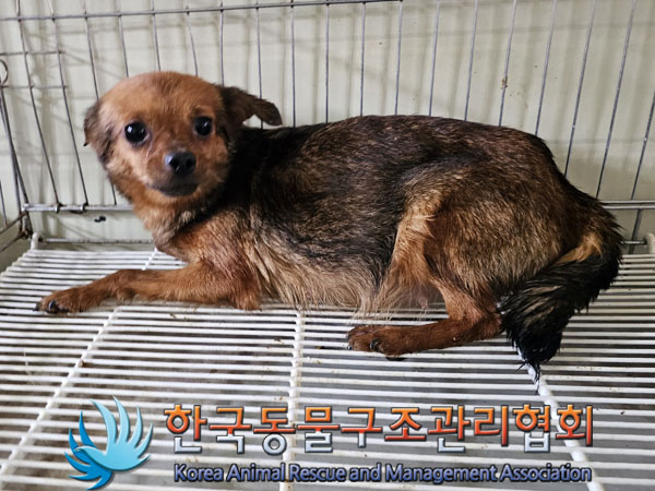 믹스견 이미지 파일 입니다.