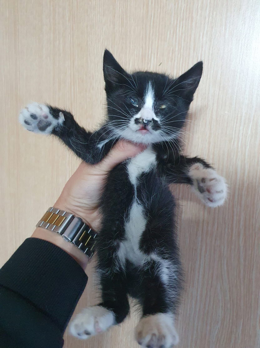 한국 고양이 이미지 파일 입니다.