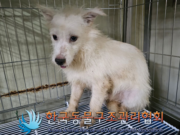 믹스견 이미지 파일 입니다.
