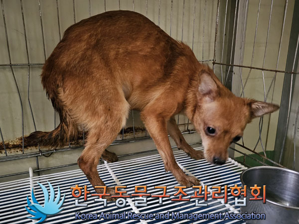 믹스견 이미지 파일 입니다.