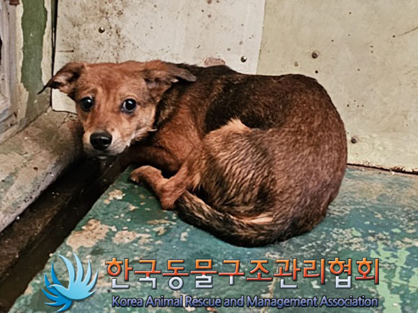 믹스견 이미지 파일 입니다.