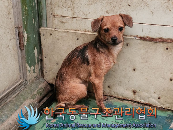 믹스견 이미지 파일 입니다.