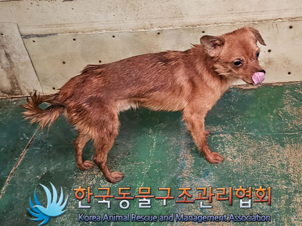 믹스견 이미지 파일 입니다.