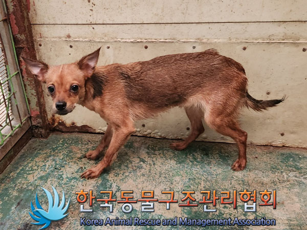믹스견 이미지 파일 입니다.