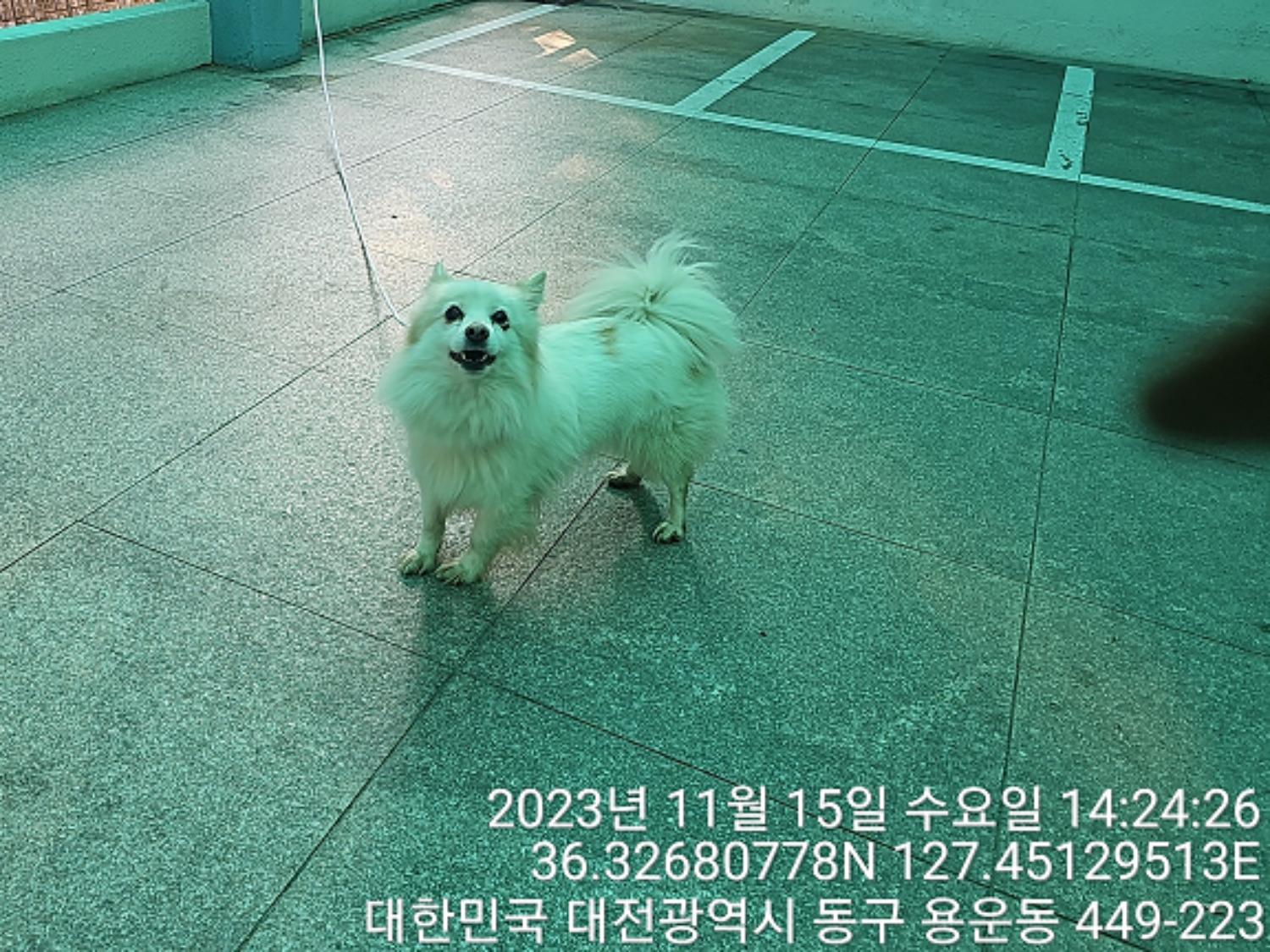 믹스견 이미지 파일 입니다.