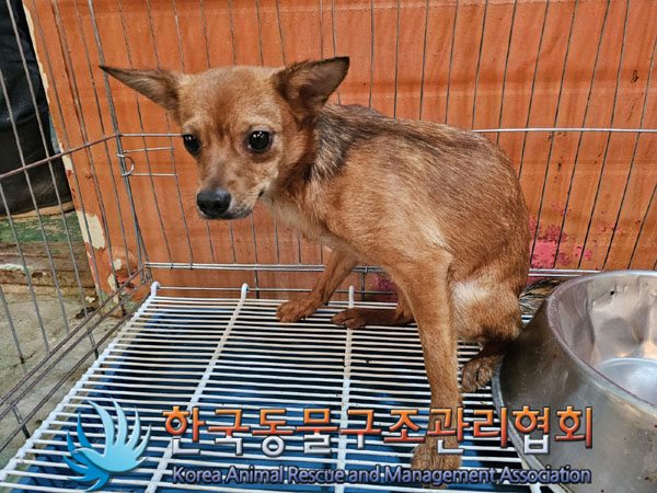 믹스견 이미지 파일 입니다.