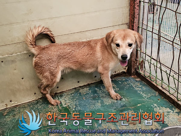 믹스견 이미지 파일 입니다.