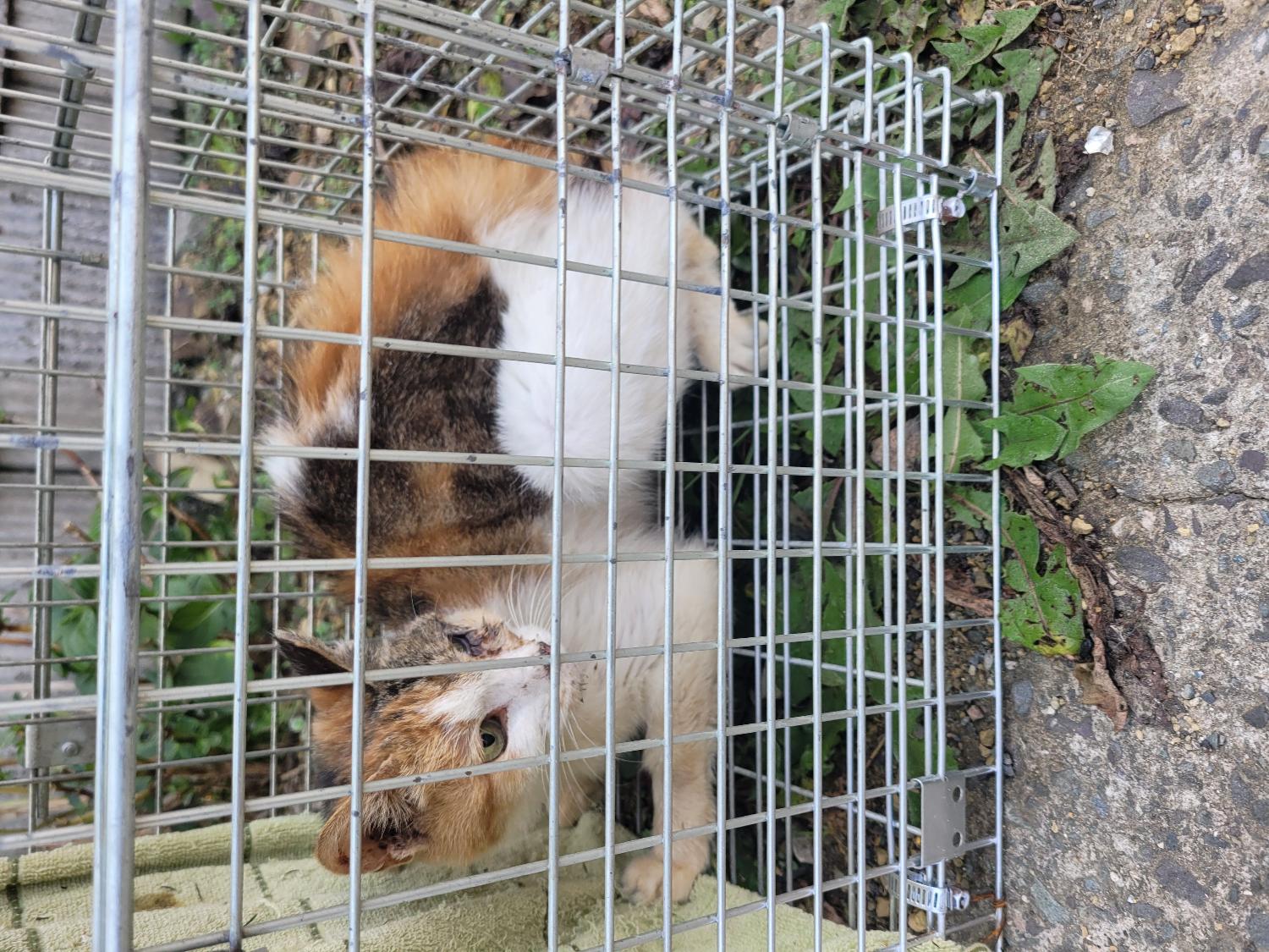 한국 고양이 이미지 파일 입니다.