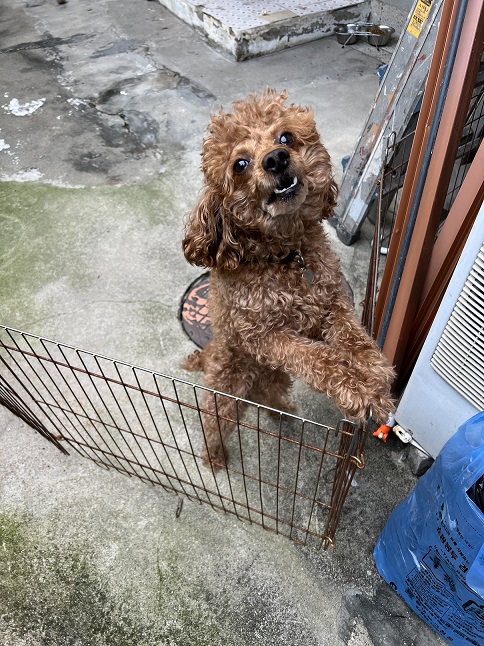 푸들 이미지 파일 입니다.