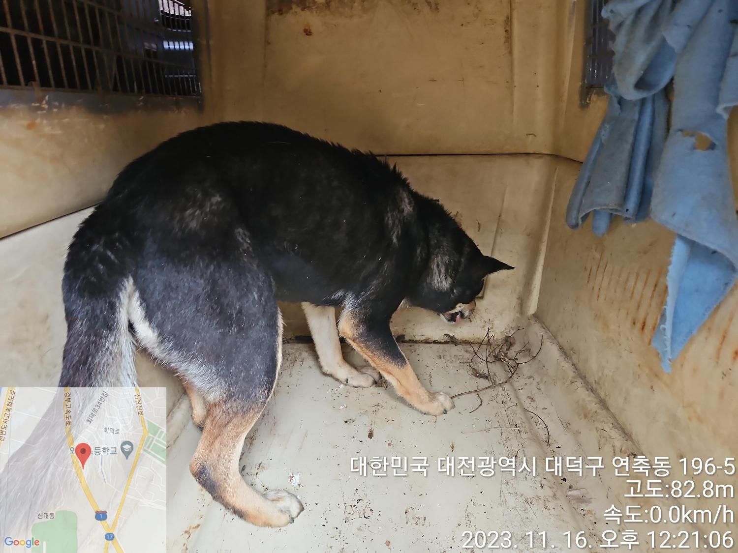 진도견 이미지 파일 입니다.