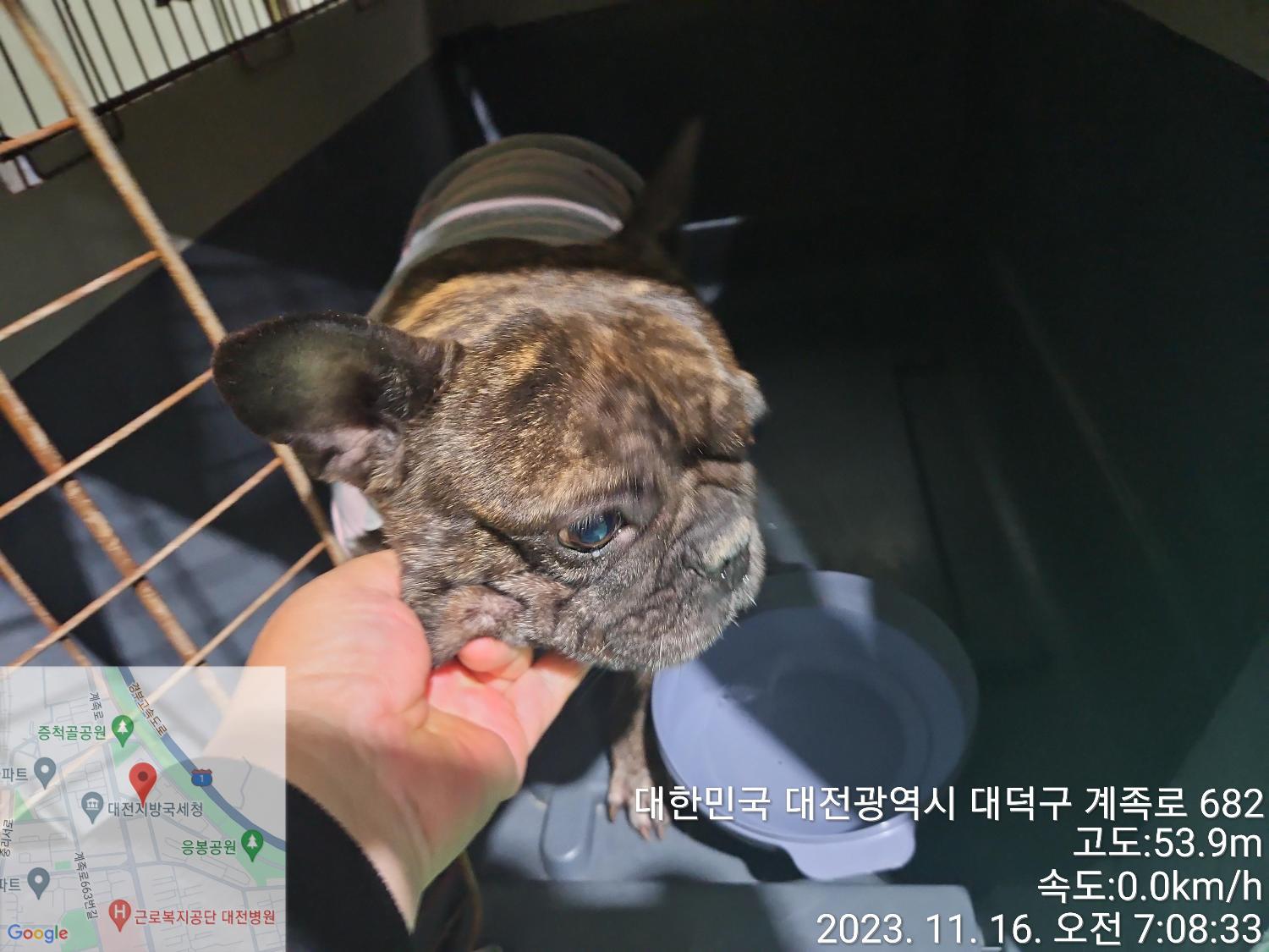 프렌치 불독 이미지 파일 입니다.