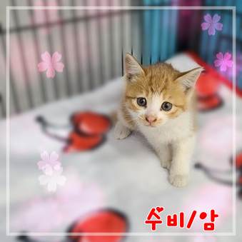 믹스묘 이미지 파일 입니다.
