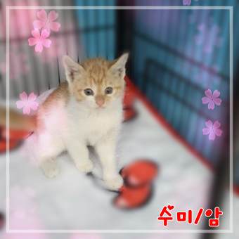믹스묘 이미지 파일 입니다.