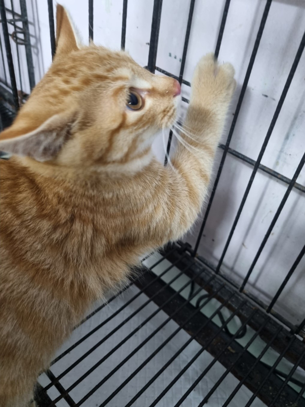 한국 고양이 이미지 파일 입니다.