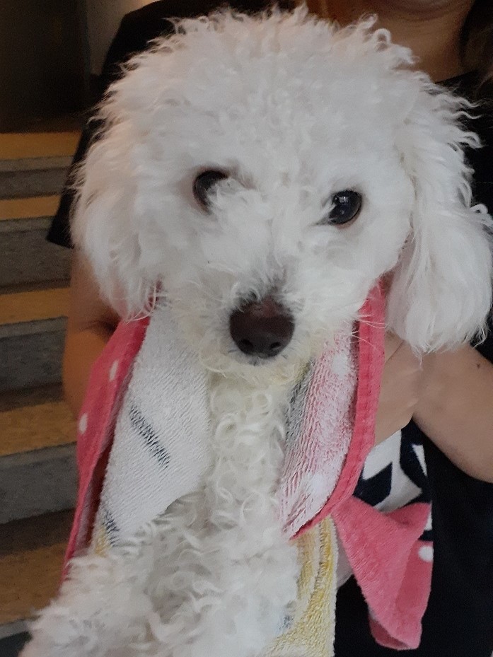 비숑 프리제 이미지 파일 입니다.