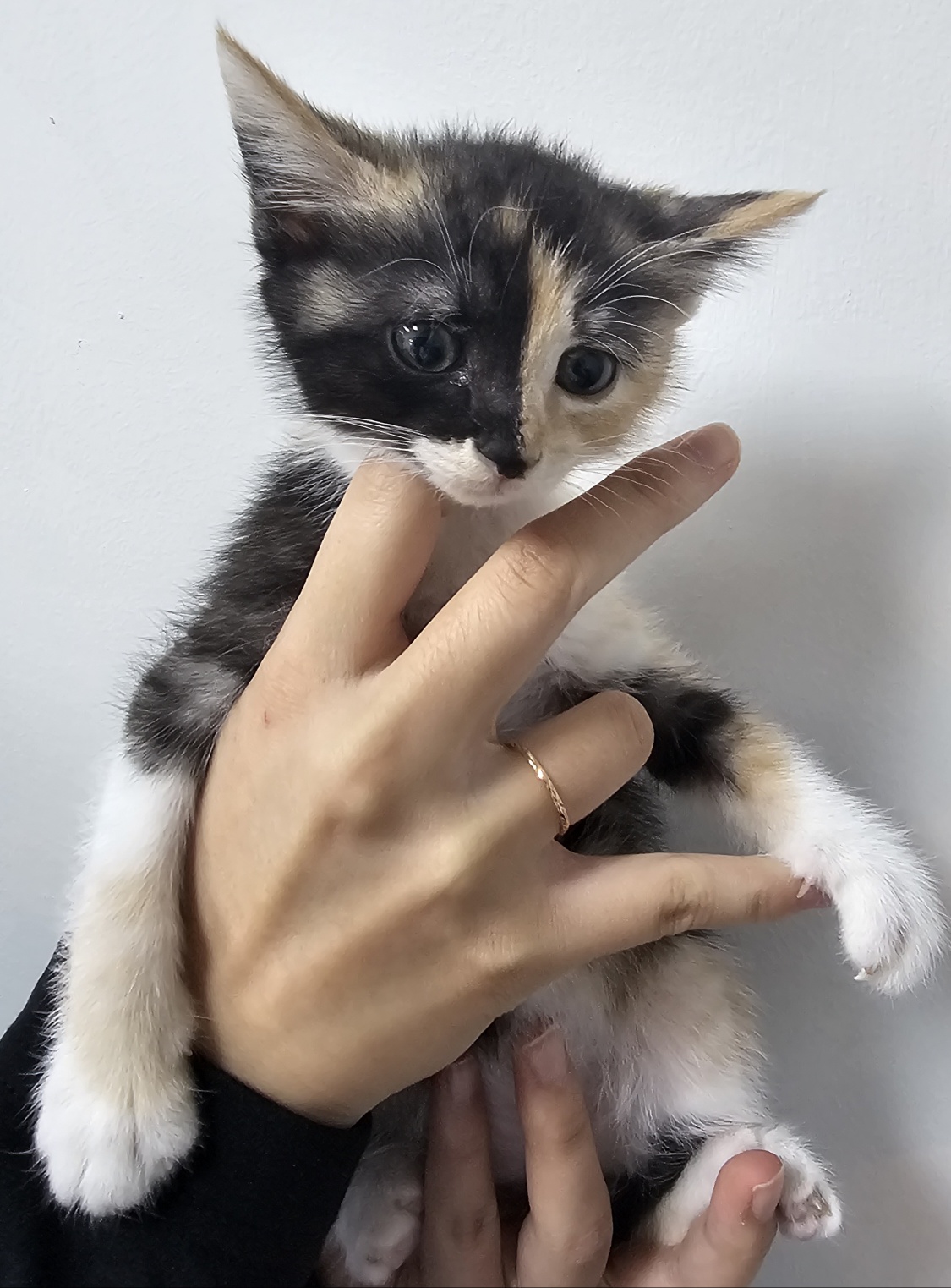 한국 고양이 이미지 파일 입니다.