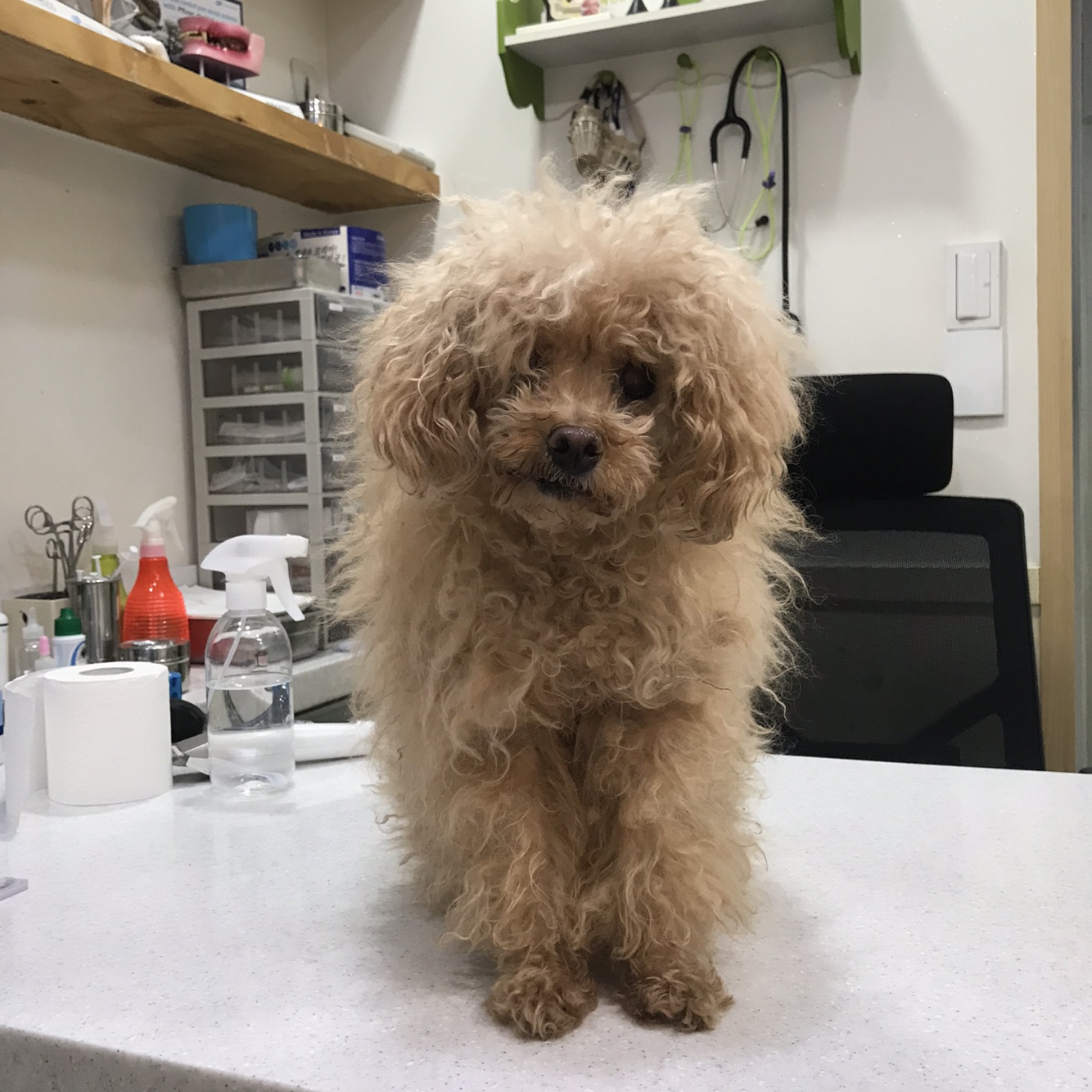 푸들 이미지 파일 입니다.