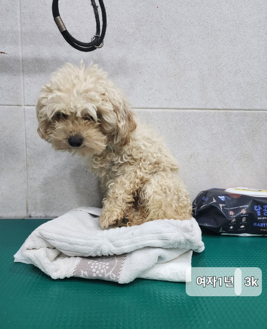 푸들 이미지 파일 입니다.