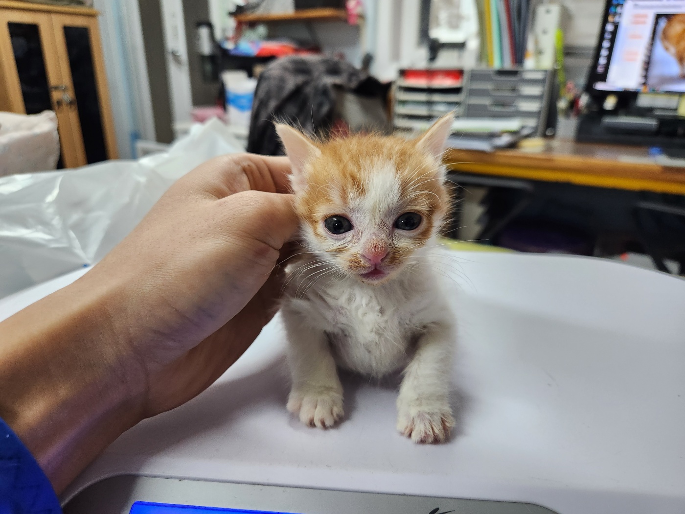 한국 고양이 이미지 파일 입니다.