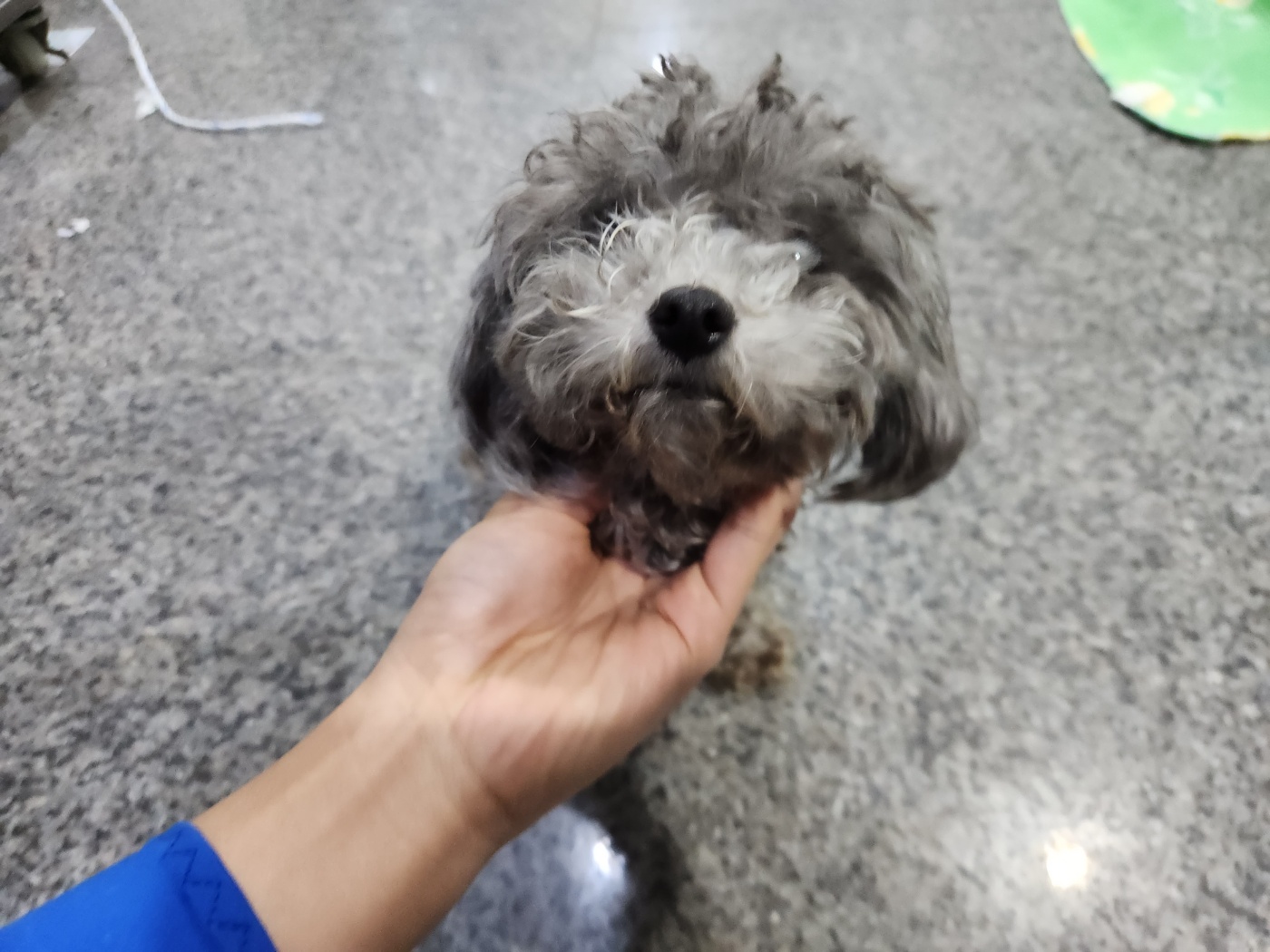 토이 푸들 이미지 파일 입니다.