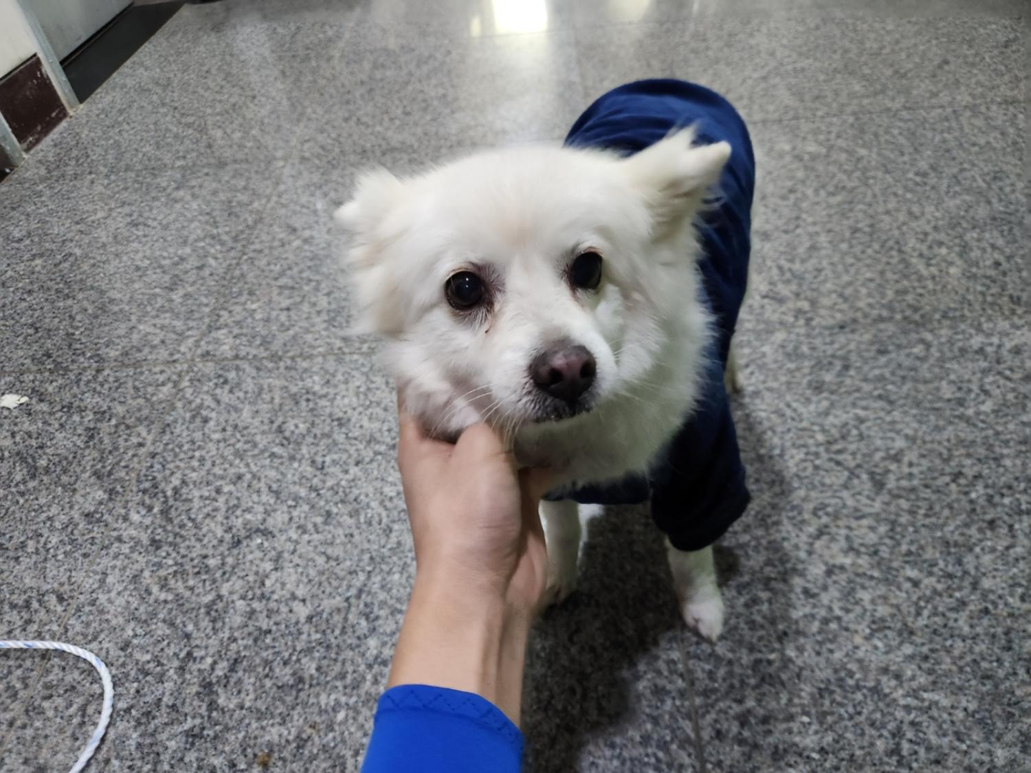 스피츠 이미지 파일 입니다.