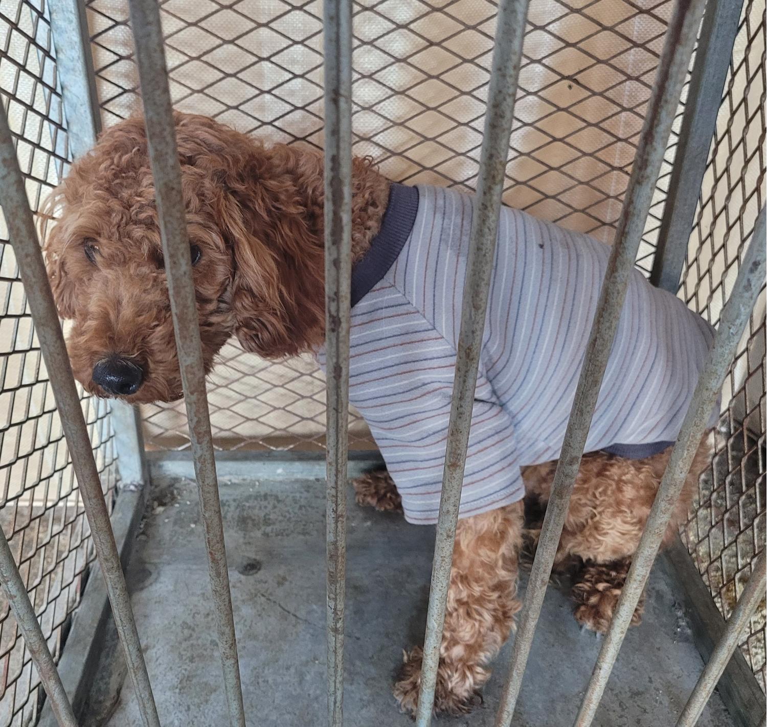 푸들 이미지 파일 입니다.