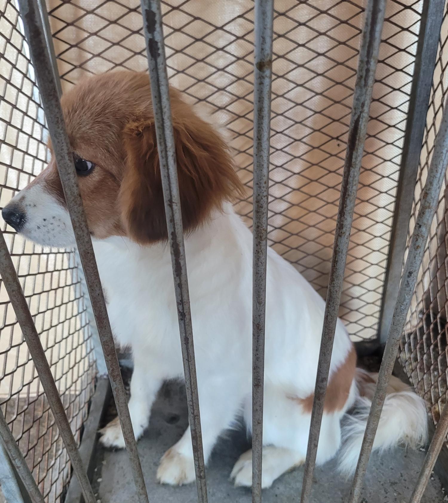 믹스견 이미지 파일 입니다.