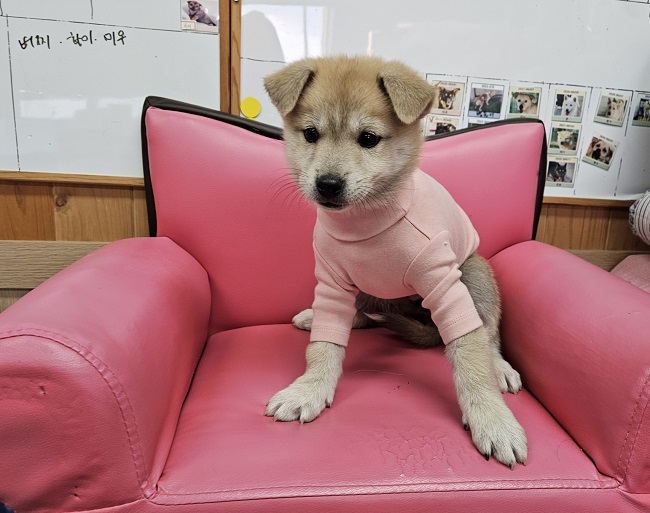 믹스견 이미지 파일 입니다.