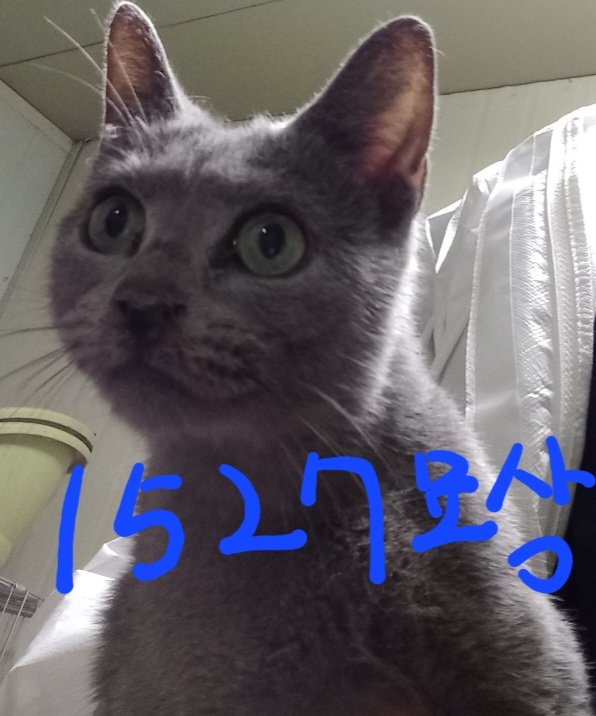 러시안 블루 이미지 파일 입니다.