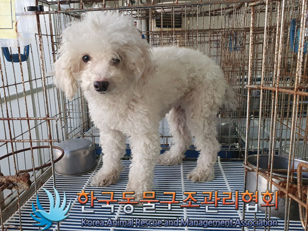 푸들 이미지 파일 입니다.