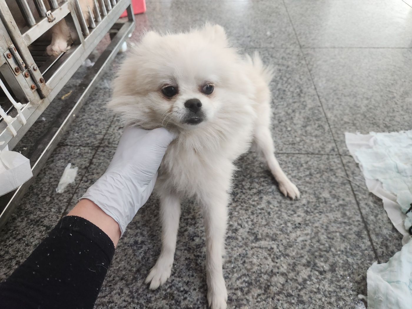 포메라니안 이미지 파일 입니다.